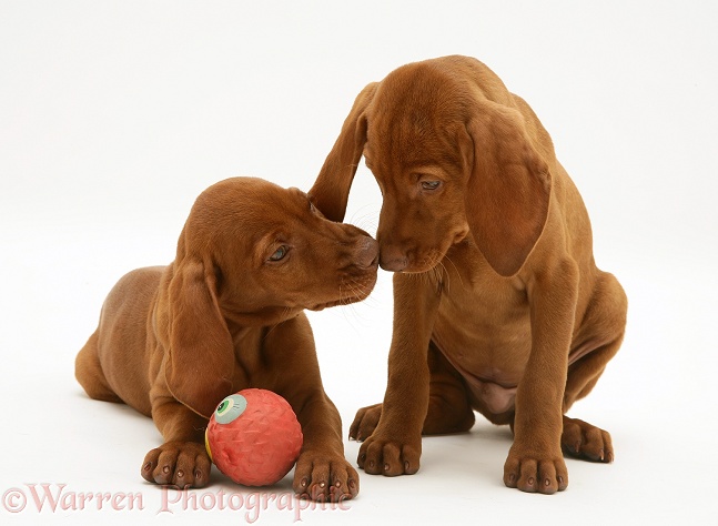 Hungarian Vizsla puppies with a ball, white background