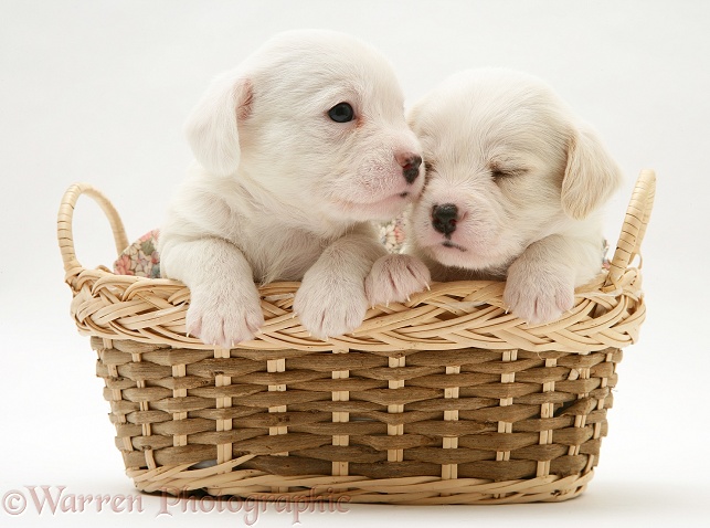 Westie x Cavalier pups in a basket, white background