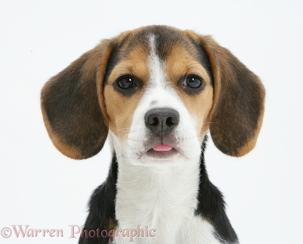 Beagle pup, Florrie, 4 months old, white background