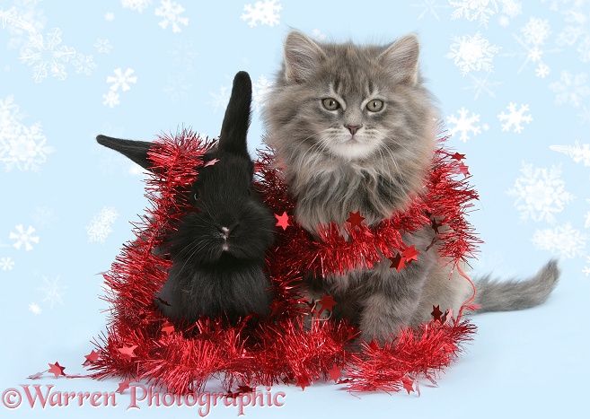 Maine Coon kitten, 8 weeks old, and black baby Dutch x Lionhead rabbit with red tinsel , white background