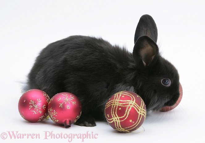 Black baby Dutch x Lionhead rabbit with red Christmas baubles, white background