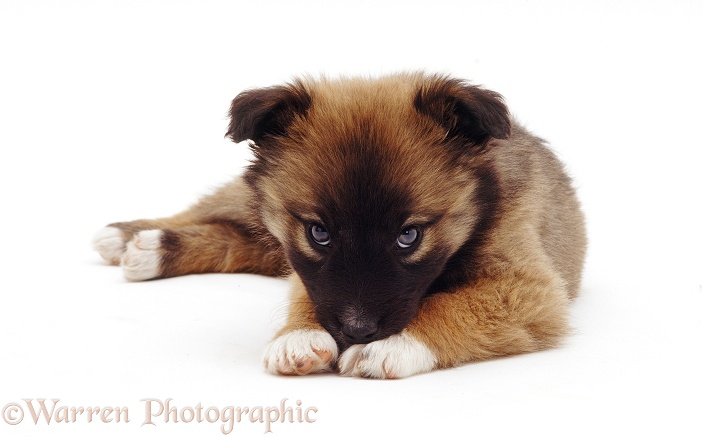 Cute mongrel pup, with chin on paws, white background