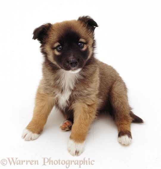 Cute mongrel pup, looking up, white background