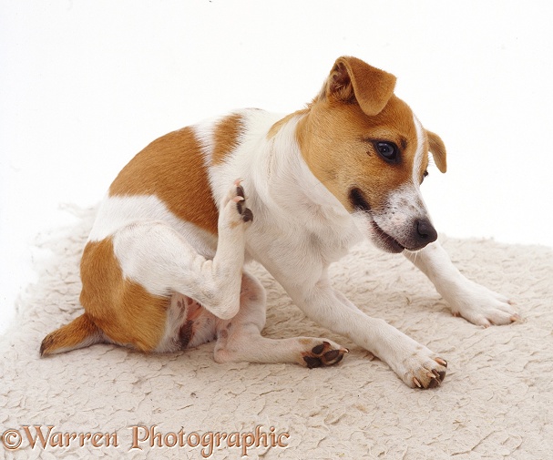 Miniature Jack Russell Terrier bitch pup Megadog, 20 weeks old, scratching her neck, white background