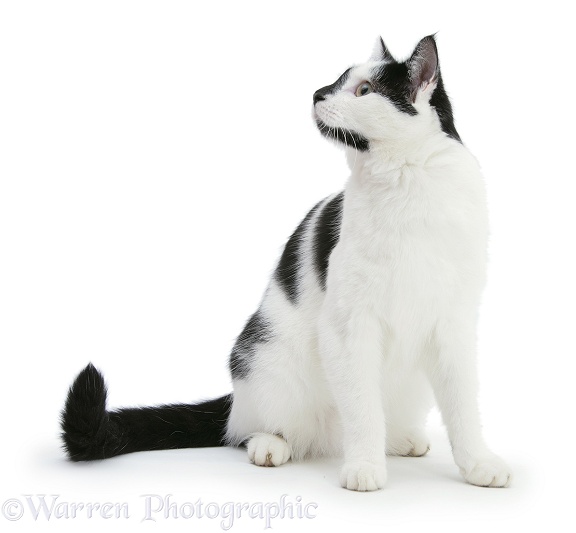 Black-and-white cat, Pablo, sitting, white background