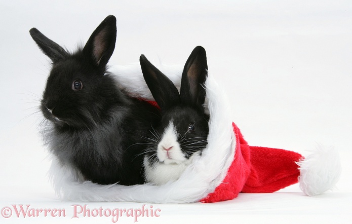 Baby Dutch x Lionhead rabbits in a Father Christmas hat, white background