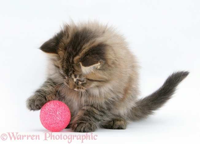 Maine Coon kitten, 8 weeks old, playing with a kitten toy, white background