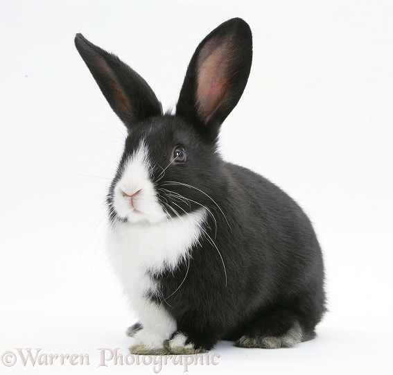 Baby Dutch x Lionhead rabbit, white background