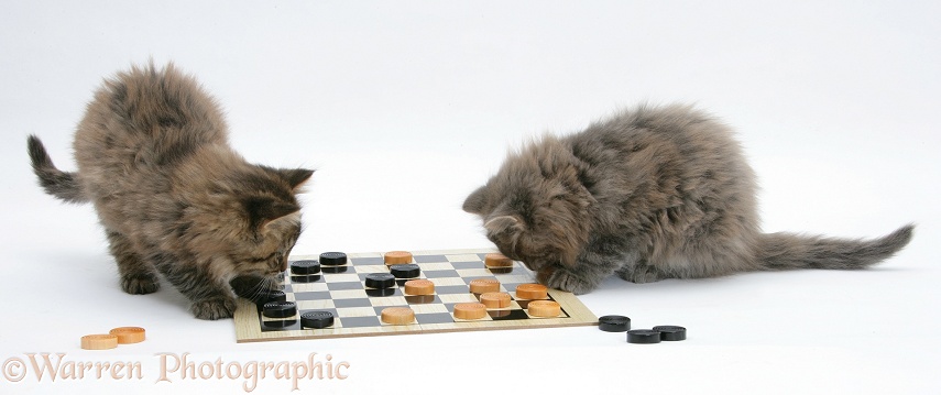 Maine Coon kittens playing draughts, white background