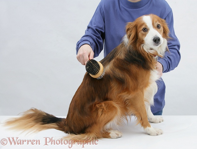 Border Collie bitch, Lollipop, being groomed with a dog brush, white background