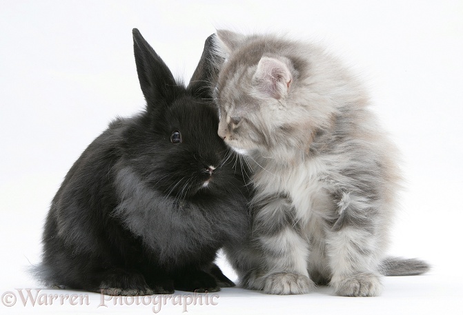 Maine Coon kitten, 8 weeks old, and black baby Dutch x Lionhead rabbit, white background