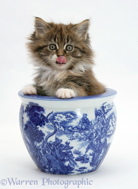 Maine Coon kitten in a blue china pot, white background