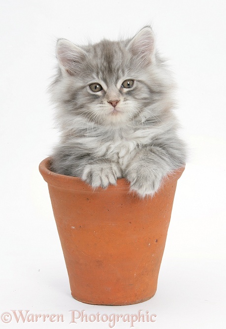 Maine Coon kitten in a terracotta flowerpot, white background