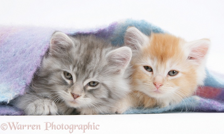 Maine Coon kittens under a blanket, white background