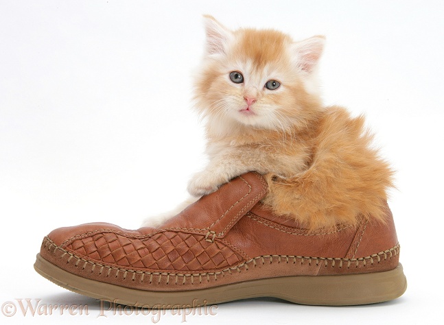 Ginger Maine Coon kitten, 7 weeks old, in a shoe, white background