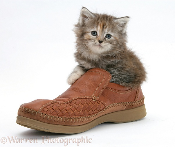 Maine Coon kitten, 7 weeks old, in a shoe, white background