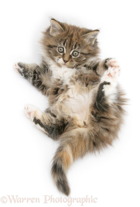 Maine Coon kitten, 7 weeks old, lying on its back, looking up in a playful manner, white background