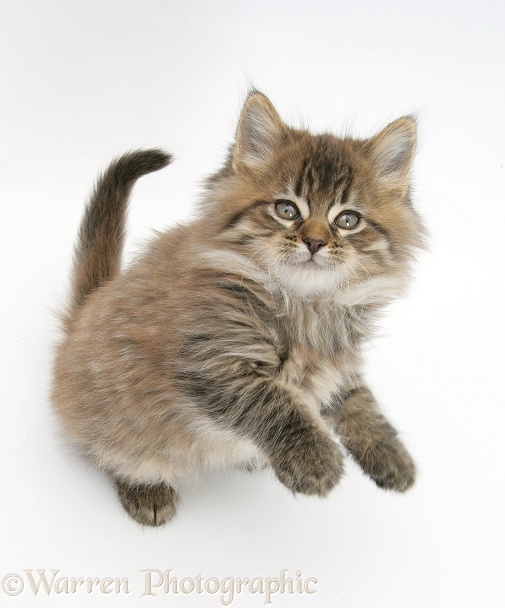 Maine Coon kitten, 8 weeks old, standing up, white background