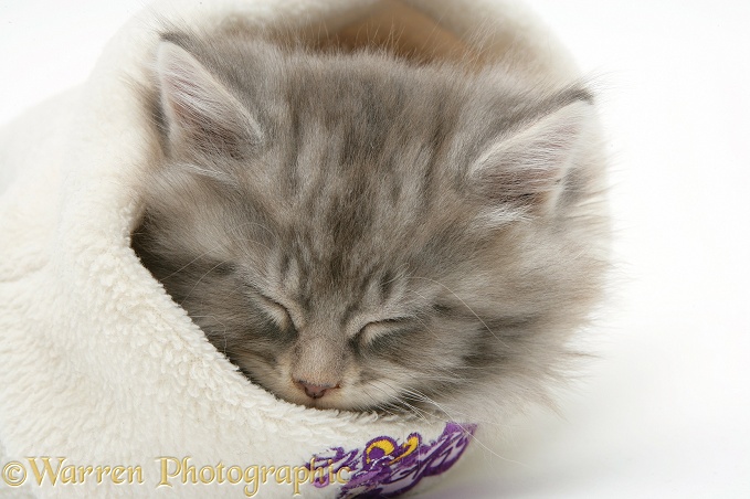 Maine Coon kitten asleep a woolly hat, white background