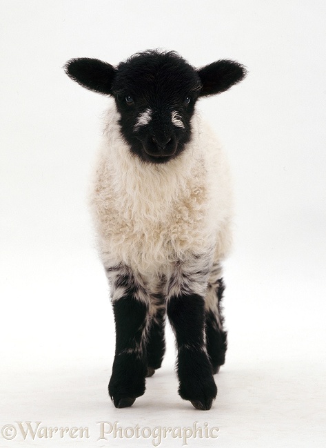 Shropshire x Rough Fell lamb, white background