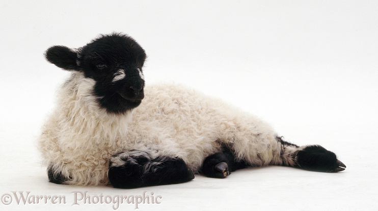 Shropshire x Rough Fell lamb, white background