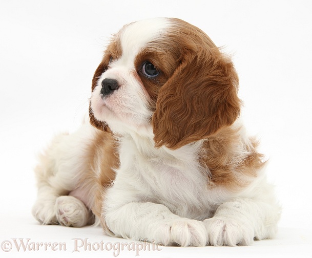 Blenheim Cavalier King Charles Spaniel pup, white background