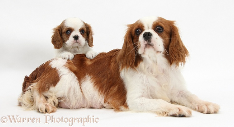 Blenheim Cavalier King Charles Spaniel mother and pup, white background