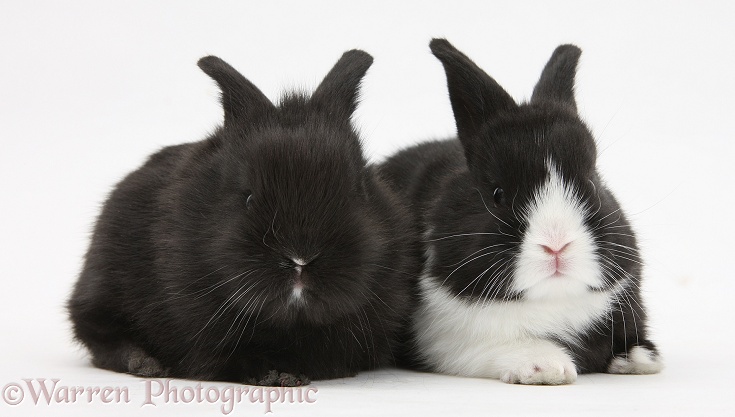 Baby black-and-white Dutch rabbits, white background