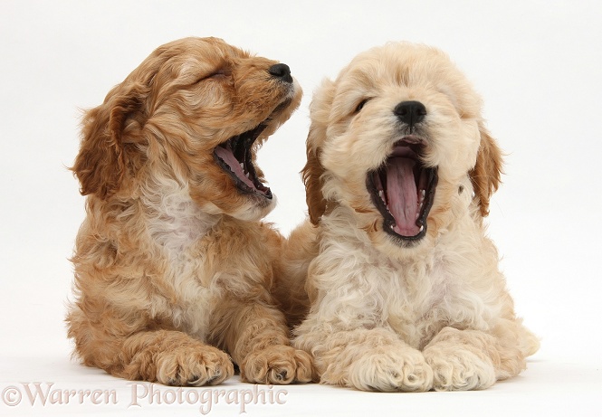 Golden Cockapoo pups yawning, white background