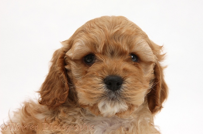 Golden Cockapoo pup, white background