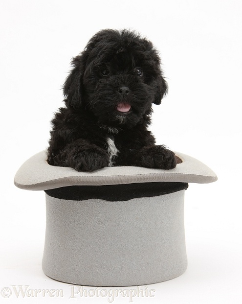 Black Pooshi (Poodle x Shih-Tzu) pup in a top hat, white background