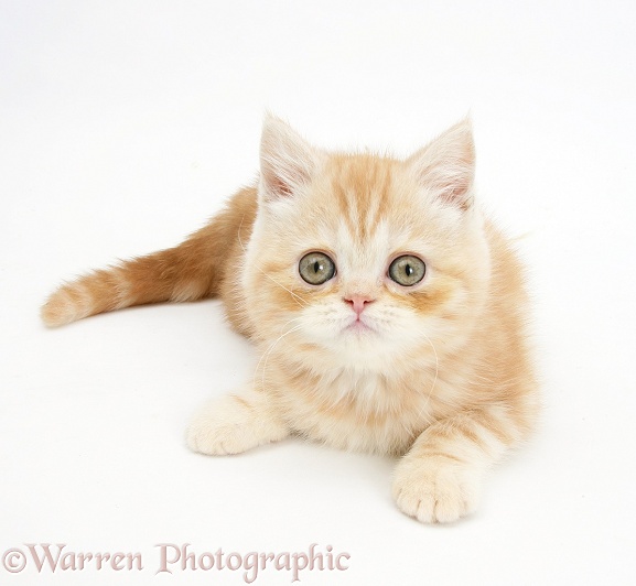 Ginger kitten lying with head up, white background