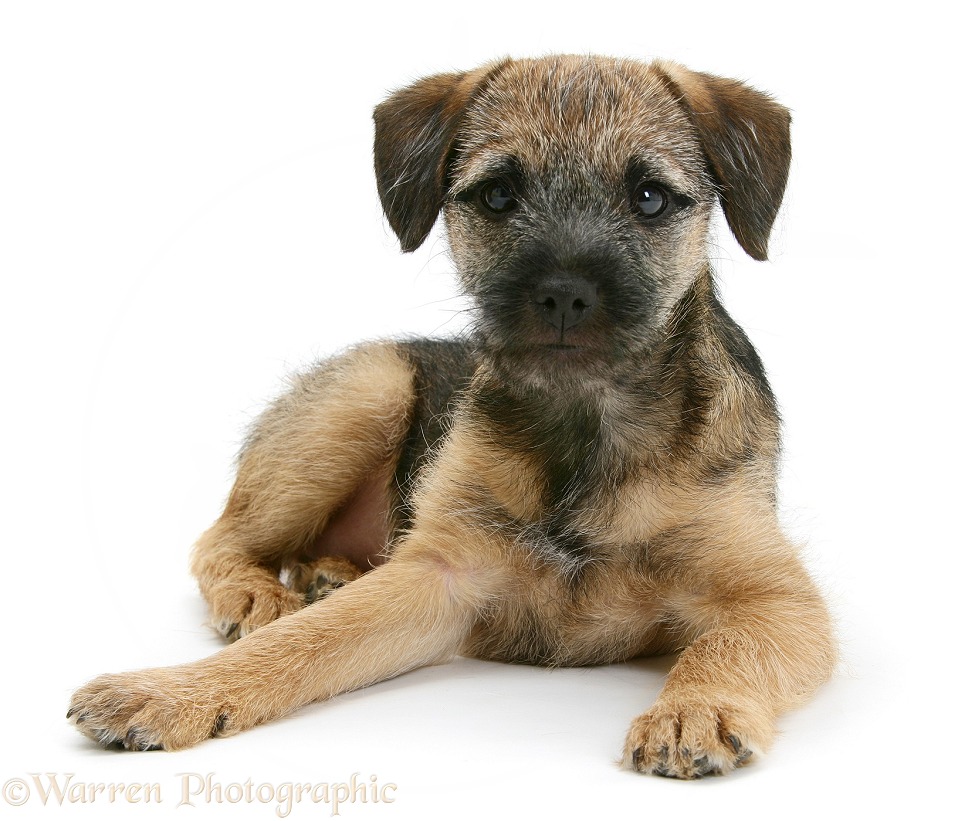 Border Terrier bitch pup, Kes, lying with head up, white background