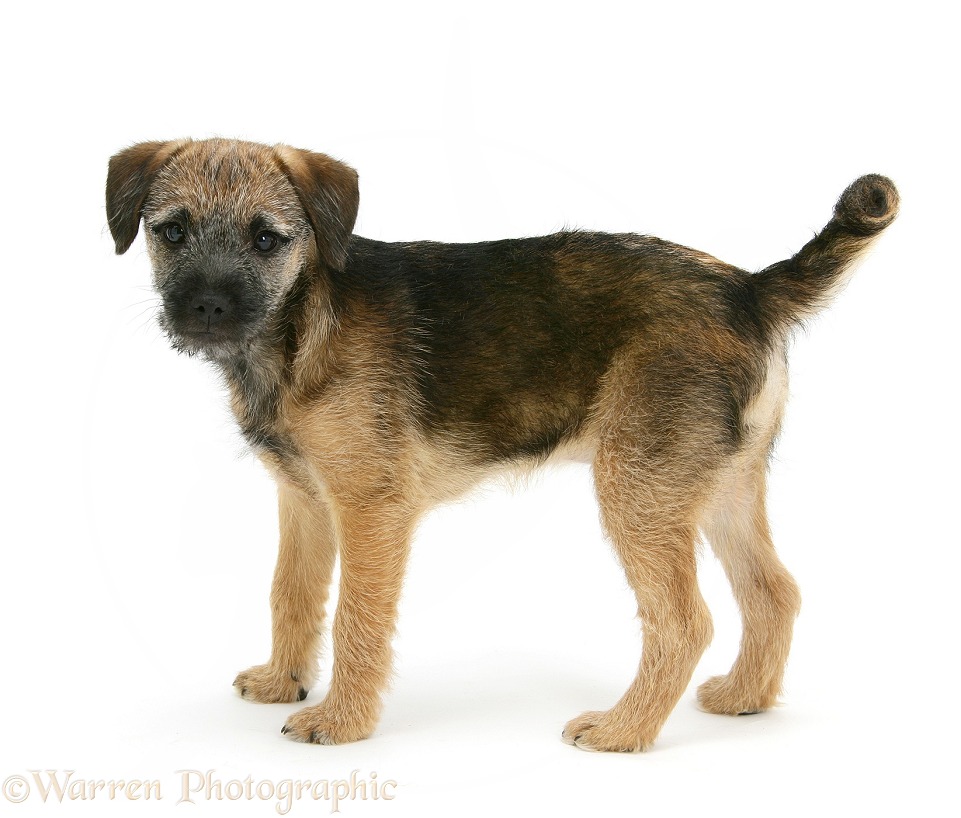 Border Terrier bitch pup, Kes, standing, white background