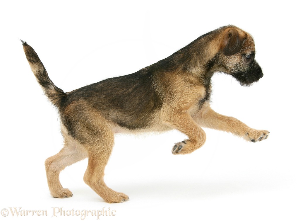 Border Terrier bitch pup, Kes, pouncing, white background