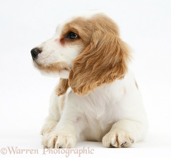 Orange roan Cocker Spaniel pup, Blossom, lying with head up, white background