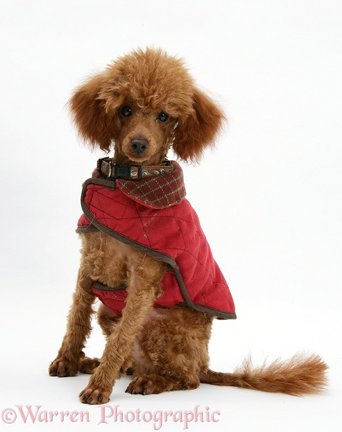 Red Toy Poodle, Reggie, sitting with red coat on, white background