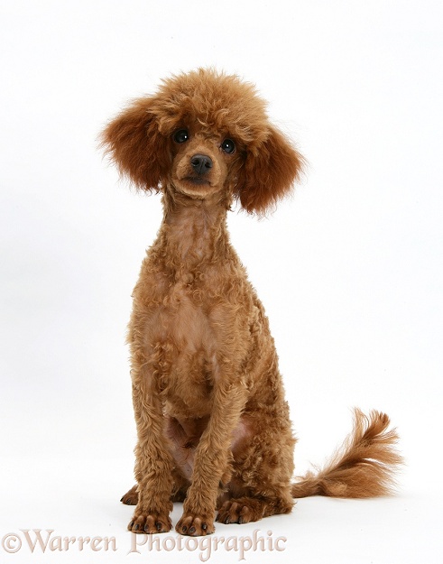 Red Toy Poodle, Reggie, sitting, white background