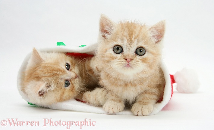 Ginger kittens in a Father Christmas hat, white background