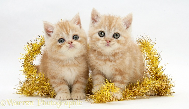 Ginger kittens with yellow tinsel, white background