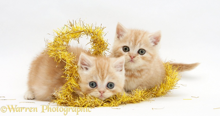 Ginger kittens with yellow Christmas tinsel, white background