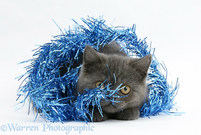 Grey kitten hiding in blue Christmas tinsel, white background