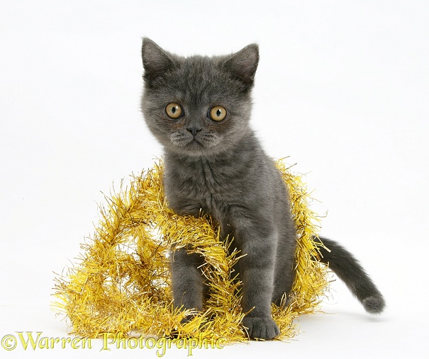 Grey kitten with yellow tinsel, white background