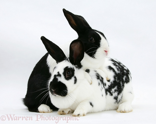 Black-and-white spotted and black Dutch rabbits, white background