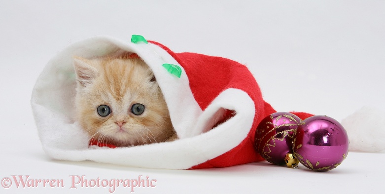Ginger kitten inside a Father Christmas hat, white background