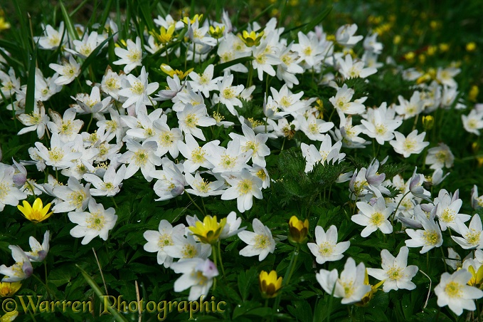 Wood Anemones (Anemone nemorosa) and Lesser Celandines (Ranunculus ficaria) beside a hedgerow in spring.  Europe