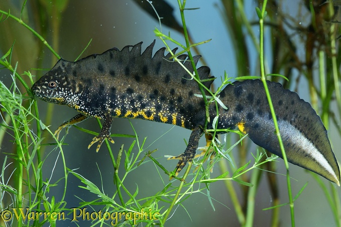Great-crested Newt (Triturus cristatus) male sloughing in early spring.  Europe