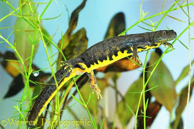 Great-crested Newt (Triturus cristatus) female with new-laid egg.  Europe