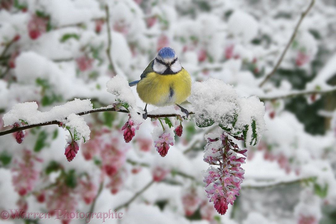 Blue Tit (Parus caeruleus) on Flowering Currant (Ribes sanguineum) after late snowfall in April.  Europe
