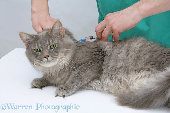 Vet administering a vaccination to Maine Coon female cat, Serafin, white background